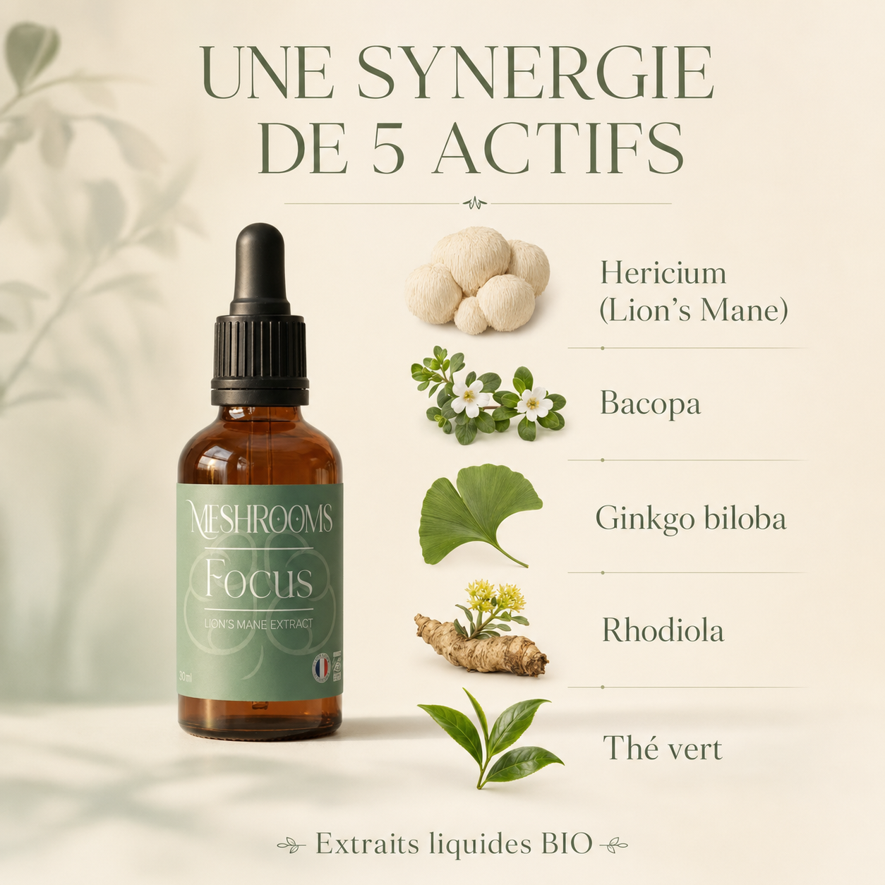 Focus sur les champignons (mensuel)